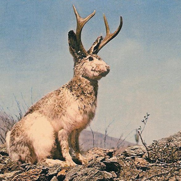 Jackalope